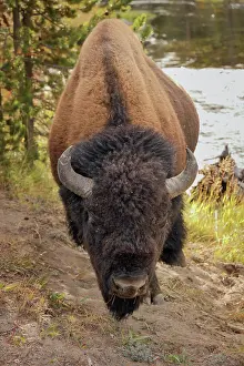 Bison: Bison just off the trail along Firehole River, Upper Geyser