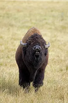 Scenting: Bison