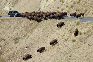 Blocking: Bison