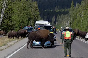 Blocking: Bison
