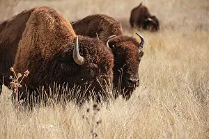 Brighton: Bison at Rocky Mountain Arsenal in Colorado