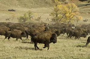 Ceremonies: Bison Roundup Custer State Park Black Hills South Dakota
