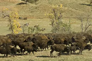 Styles: Bison Roundup Custer State Park South Dakota USA