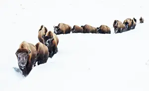 Bison: Bison, winter migration