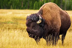 Buffalo: Bison, Yellowstone National Park, Wyoming, USA