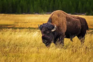 Buffalo: Bison, Yellowstone National Park, Wyoming, USA
