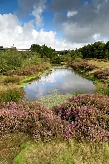 Heathers: Bissoe Valley - former Mining area