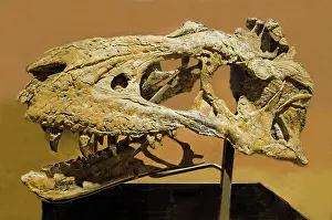 Theropod: Bistahieversor Dinosaur Skull Fossil