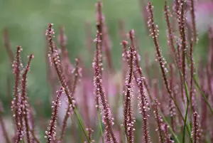 Persicaria: Bistort