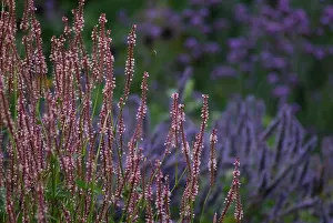 Persicaria: Bistort