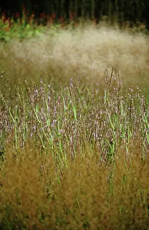 Persicaria: Bistort
