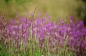 Persicaria: Bistort