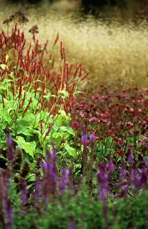 Persicaria: Bistort