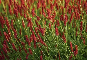 Persicaria: Bistort