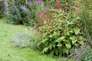 Persicaria: Bistort