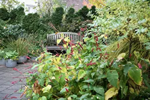 Courtyard: Bistort