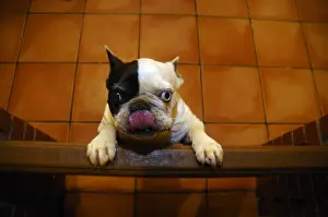 Jumped: A Bitch Bulldog french jumping a gantry