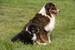 Tranquillity: Bitch and Puppy Dog race Australian Shepherd