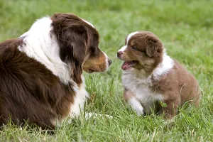 Teaching: Bitch and Puppy Dog race Australian Shepherd playing