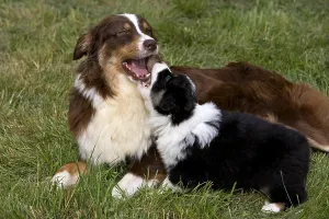 Bites: Bitch and Puppy Dog race Australian Shepherd playing