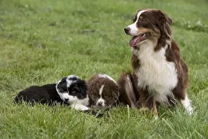 Softnesses: Bitch and Puppy Dogs race Australian Shepherd