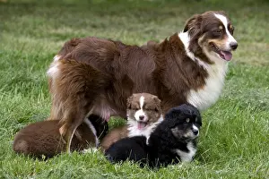 Tranquillity: Bitch and Puppy Dogs race Australian Shepherd