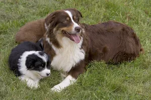 Calms: Bitch and Puppy Dogs race Australian Shepherd France