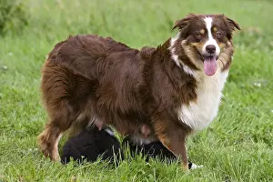 Suck: Bitch race Australian Shepherd nursing its puppies