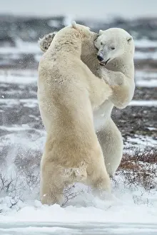 Bite: Take this bite - two polar beaers fighting