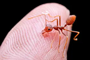 Aculeata: Biten by weaver ant (Oecophylla smaragdina)