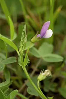 Vetch: Bithynian vetch