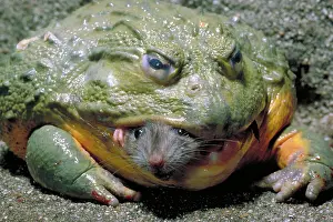 Adspersus: Biting frog with prey
