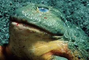 Pyxie: Biting Frog Swallows Rat