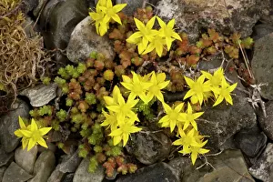 Sedum: Biting stonecrop, or wall pepper