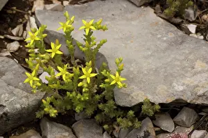 Sedum: Biting Stonecrop, or Wall Pepper