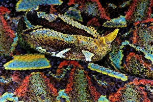Adders: Bitis nasicornis Bitis