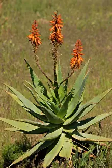 Aloes: Bitter Aloe / Red Aloe - a source of cosmetic materials