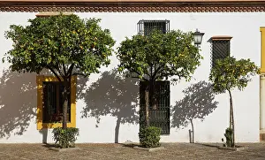 Casa: Bitter / Seville Orange trees