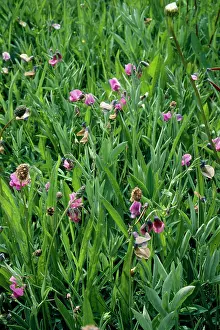 Vetch: Bitter VETCH - old pasture