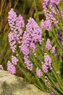 Canescens: Bitterbush