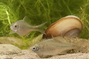 Mussel: Bitterling