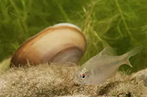 Mussel: Bitterling