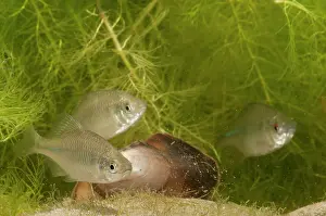 Mussel: Bitterling