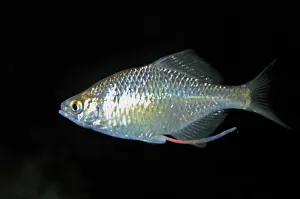 Mussels: Bitterling - female showing long ovipositor developed