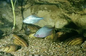 Shellfish: Bitterling Fish - Male & Female