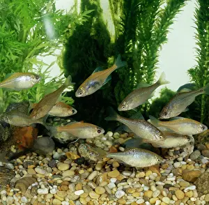 Bitterling: Bitterling & Golden Bitterling
