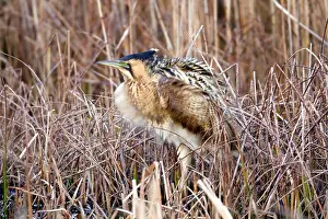 Bitterns: Bittern