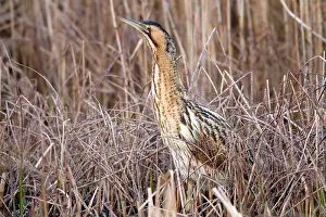 Bitterns: Bittern
