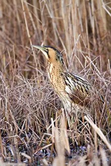 Bitterns: Bittern