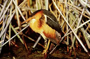 Exilis: Least Bittern